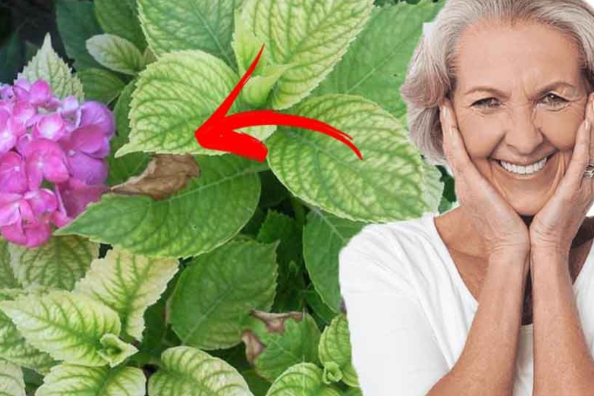 ortensia foglie gialle e bruciate ortensie foglie gialle