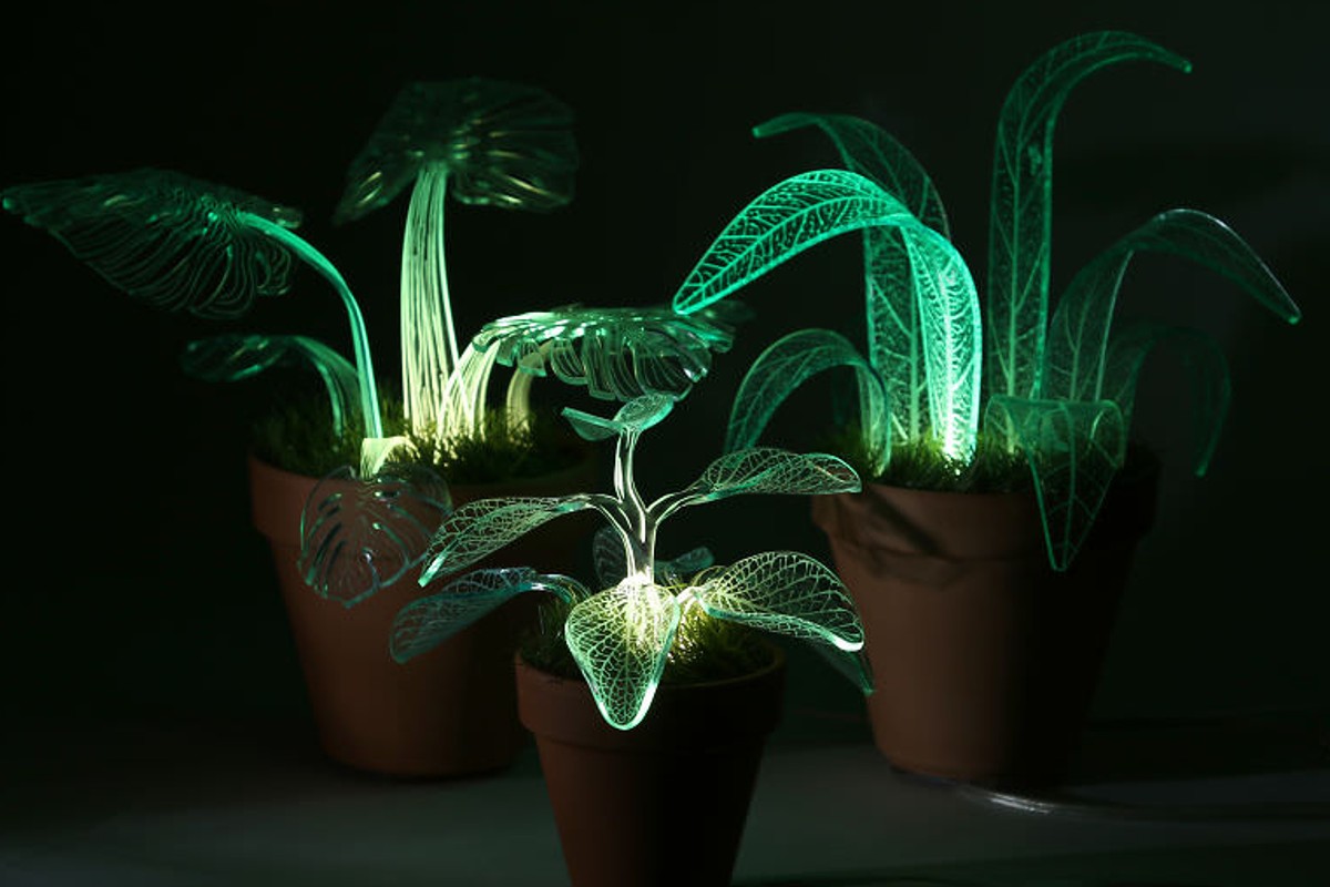 piante che vivono al buio piante che vivono al buio