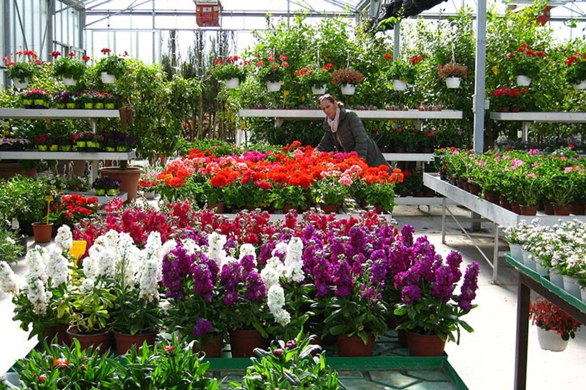 piante non ti azzardare a 003