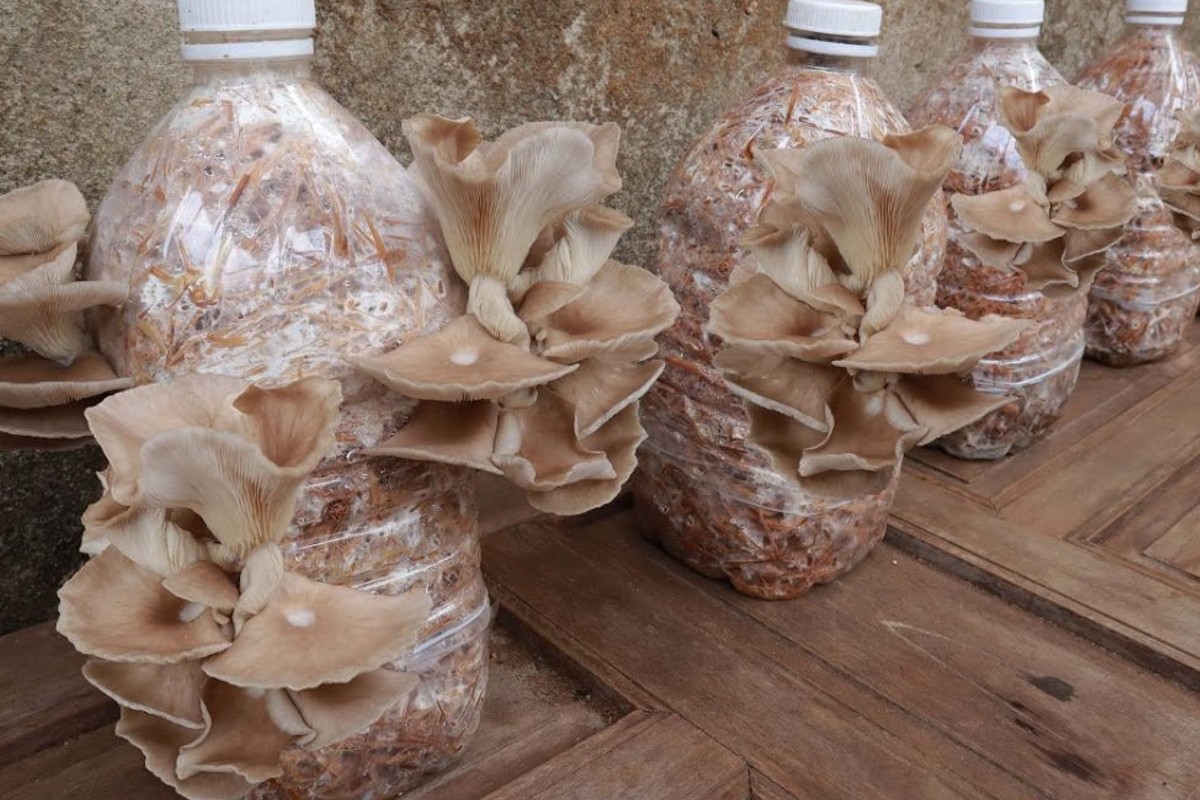 prendo funghi e paglia coltivare funghi