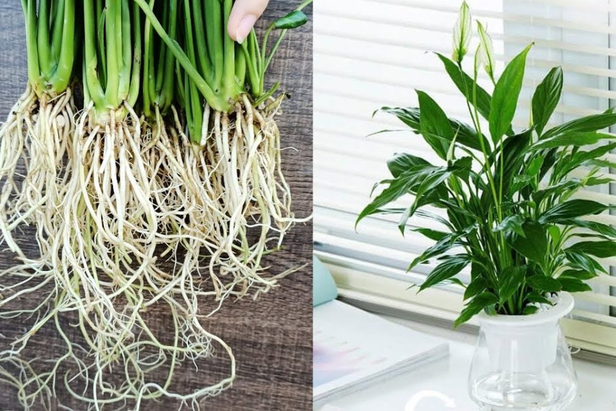 purifica laria della stanza spatifillo