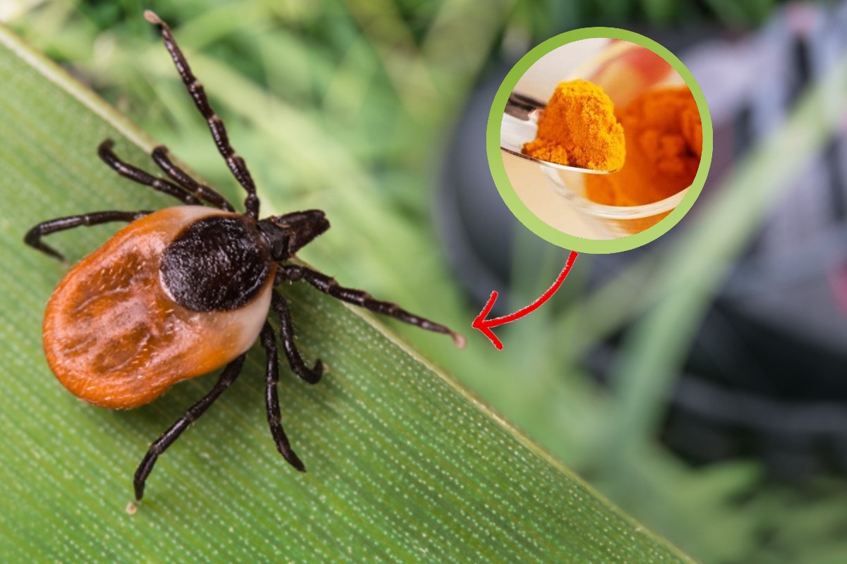 zecche in giardino anche il zecche in giardino