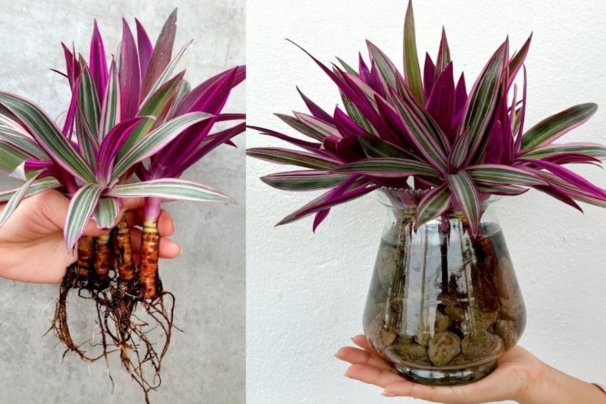 come avere una pianta acquatica pianta acquatica