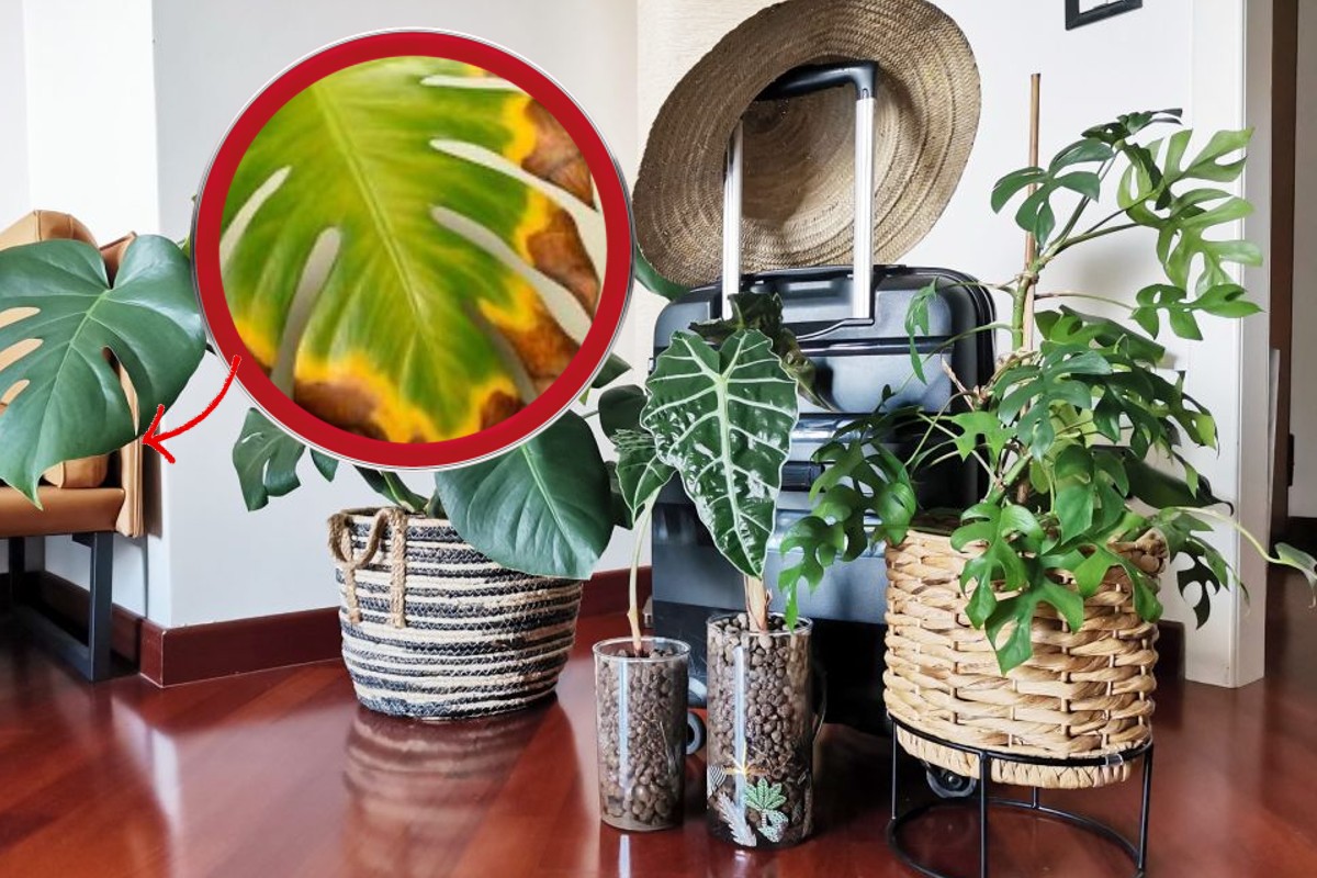 come recuperare le piante seccate piante secche vacanze