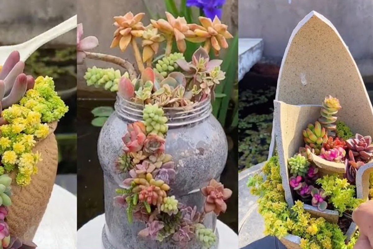 crea il tuo mini giardino giardino piante grasse 2