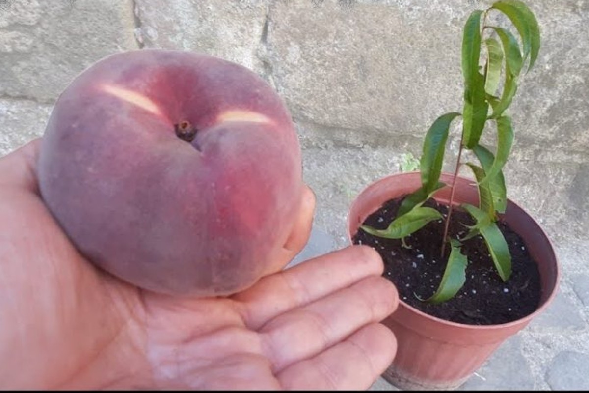 dal nocciolo alla pianta di dal nocciolo alla pianta