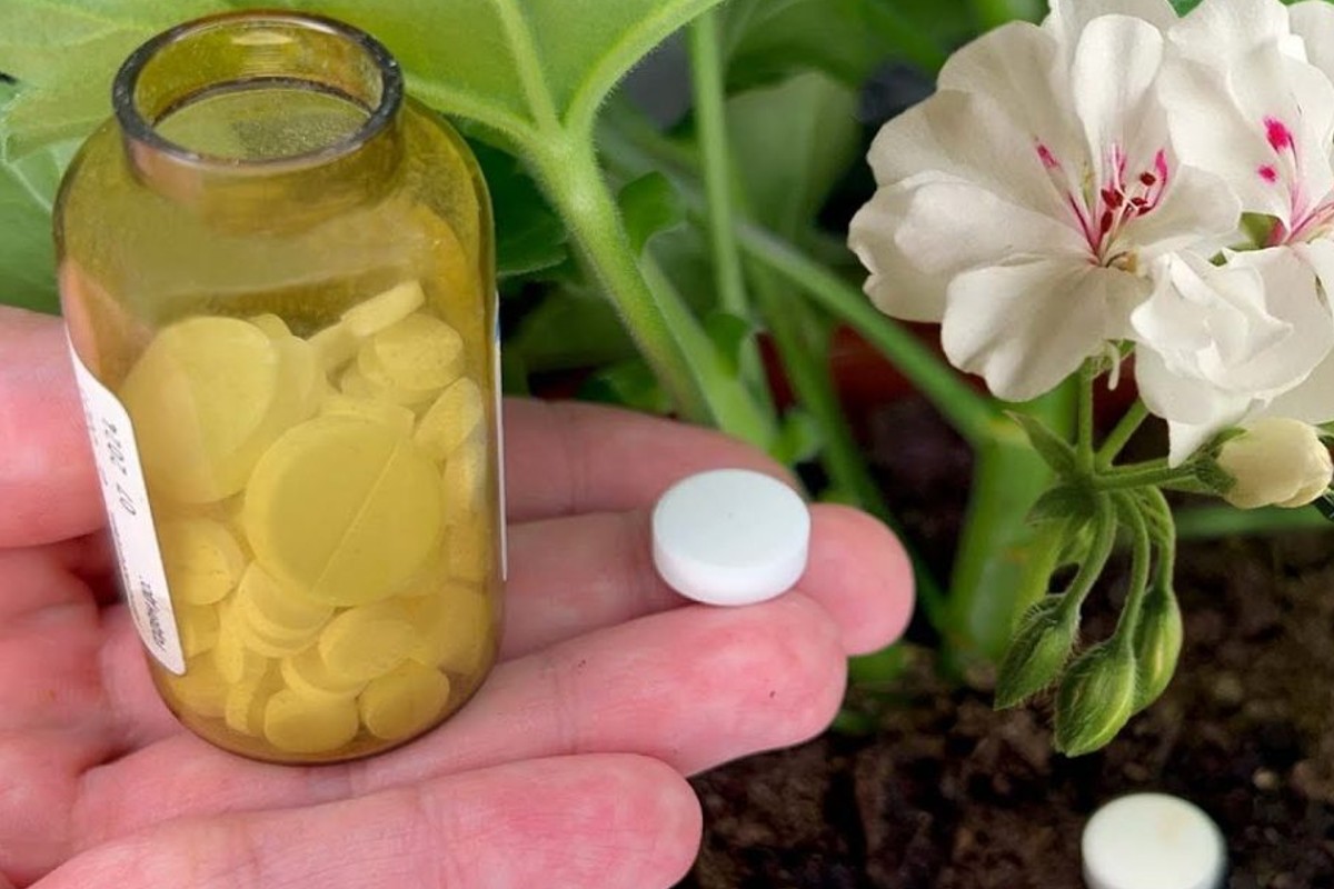 fioritura rigogliosa 1 sola fioritura miracolosa