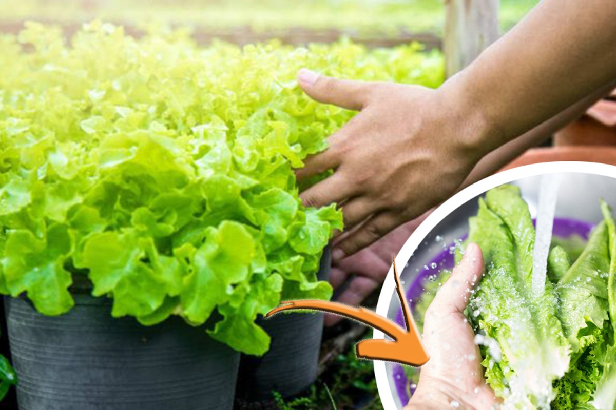 insalata non e mai stata insalta 2