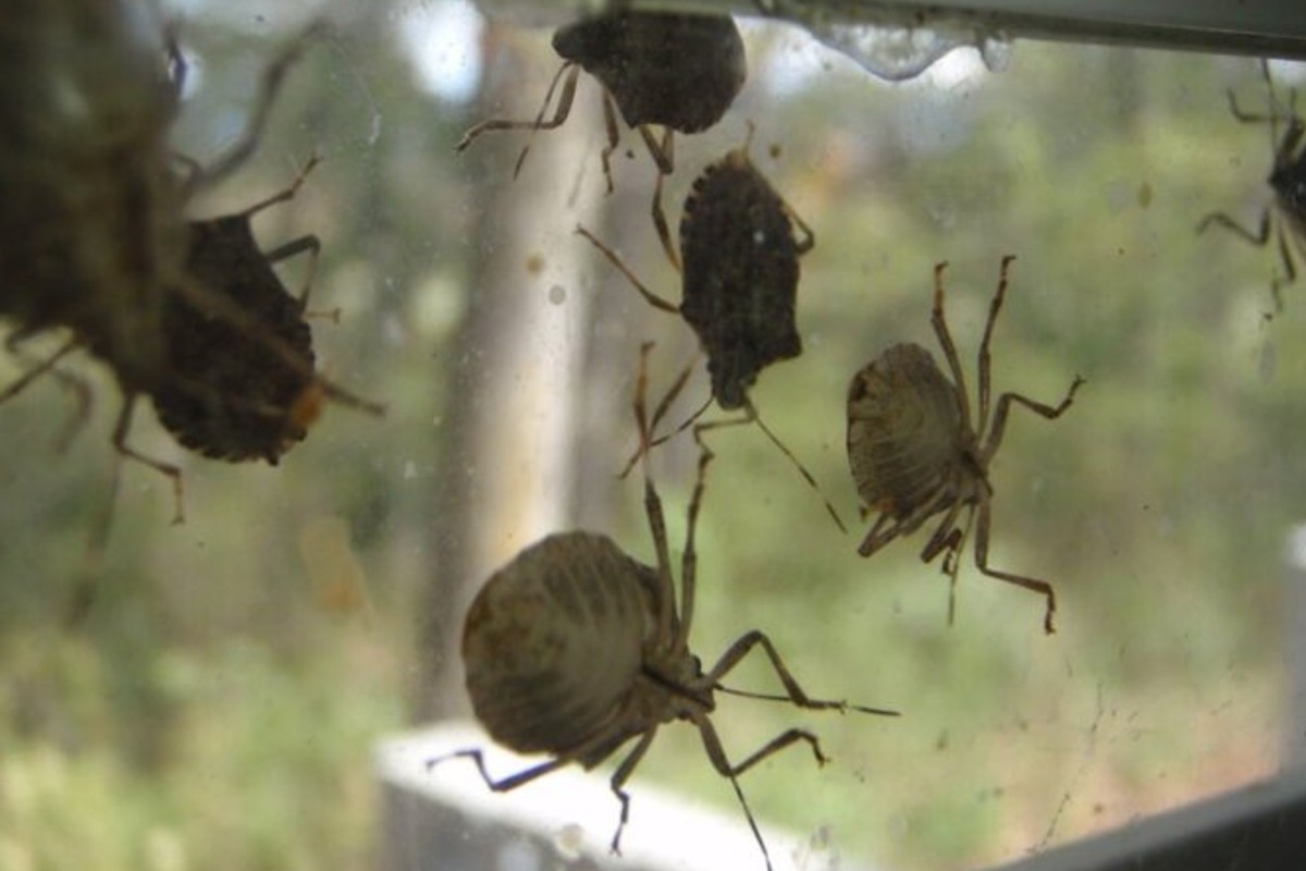 le cimici sono pronte a cimici in casa