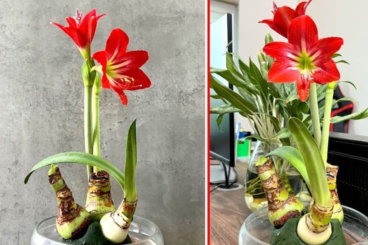 nuova idea che cresce fiore amaryllis in acqua