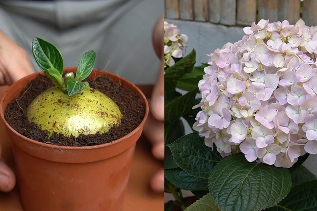 riproduci la tua ortensia con riprodurre lortensia