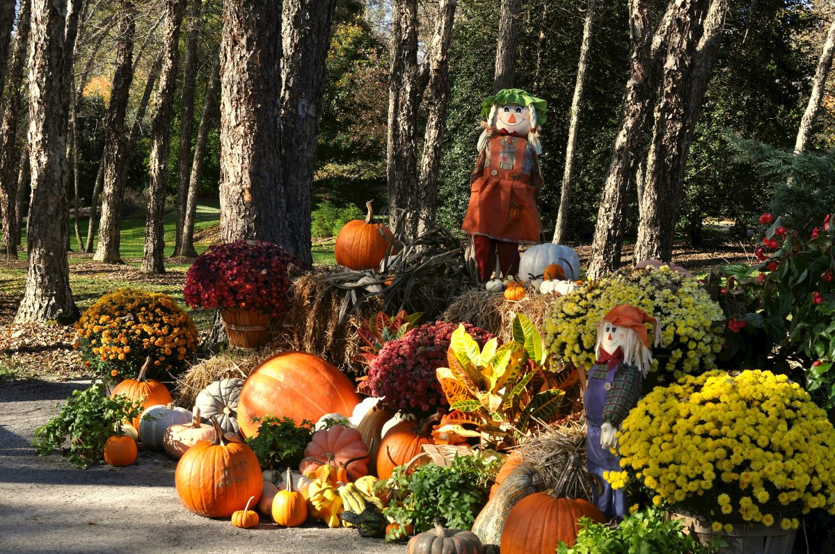 autunno tempo di zucche i AdobeStock 370045767