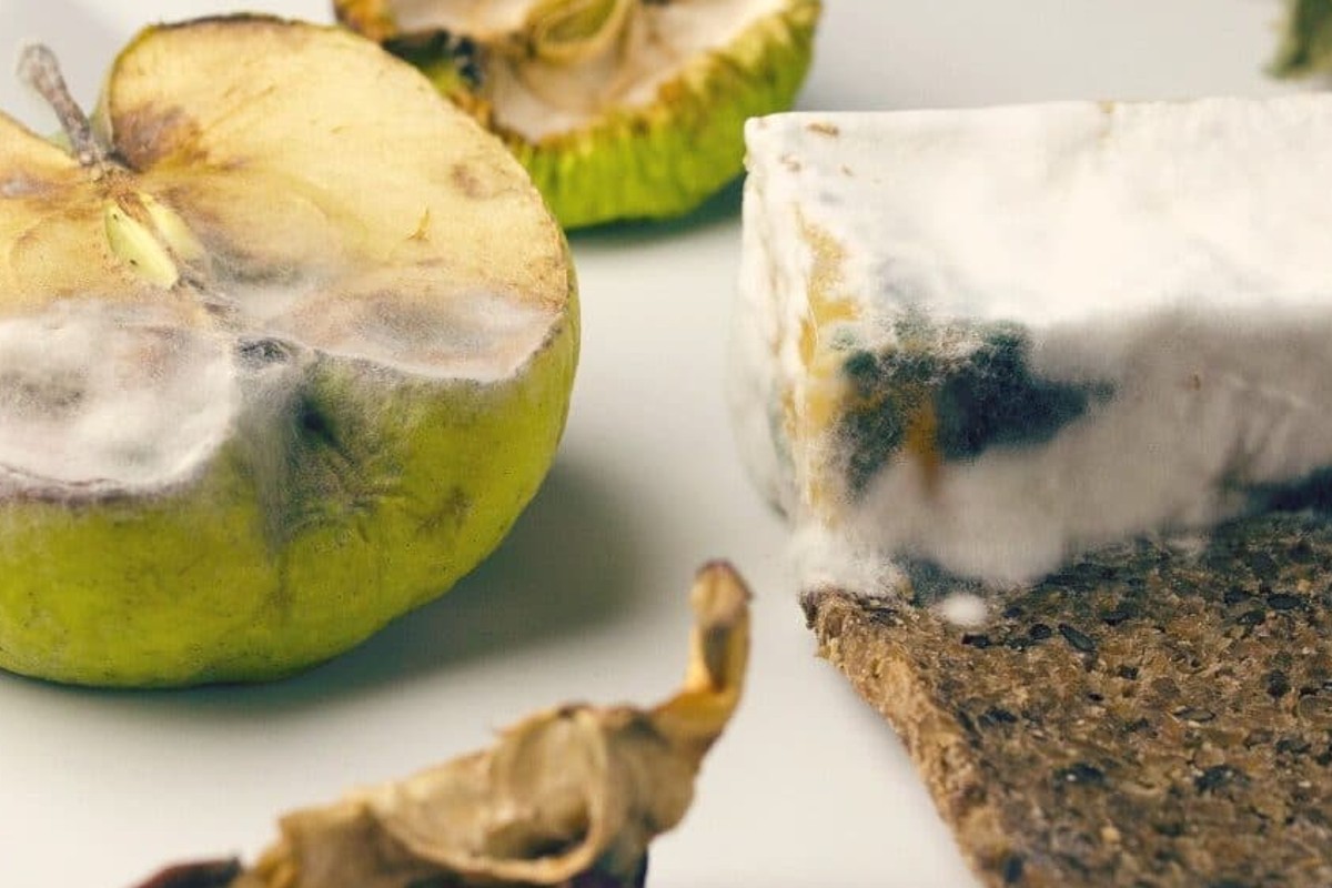 cibo ammuffito non tutto e cibo ammuffito