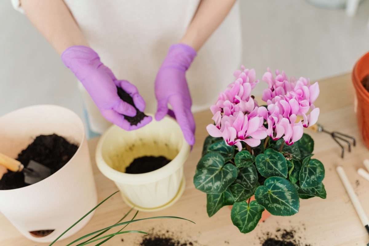 come rendere la pianta di AdobeStock 348347871