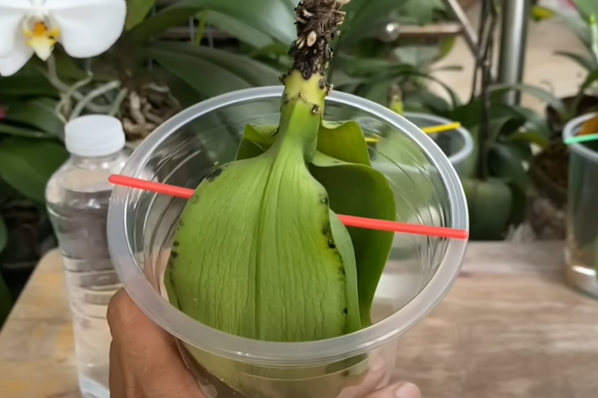 le foglie di orchidea in orchidea 5