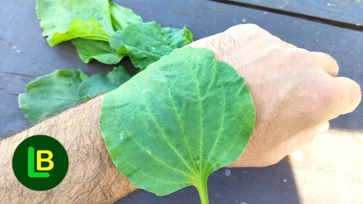 la pianta curativa che cura bozza automatica 6r0l PAl0KQ 1200x675 1