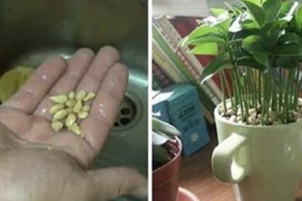 come piantare un limone in limone in tazza scaled 1