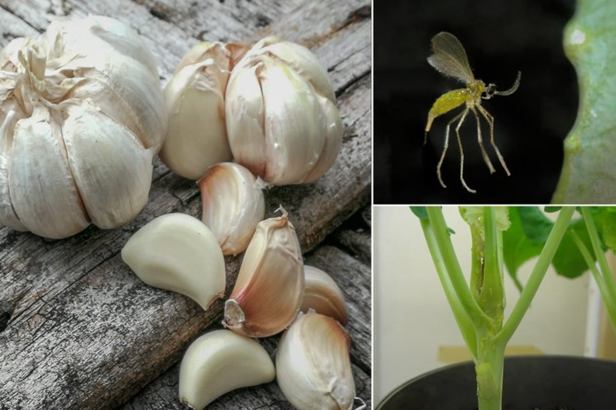 come usare laglio contro i aglio in giardino