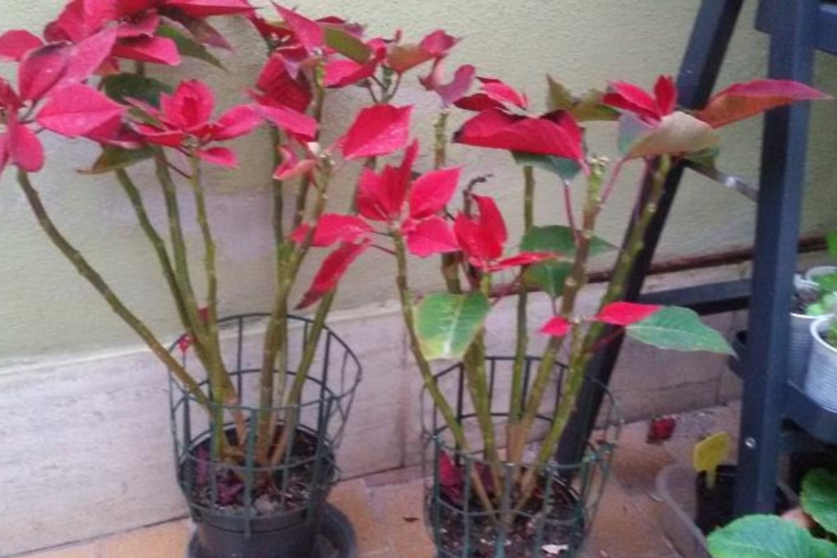 stella di natale perche perde perche la mia stella di stella di natale perde le foglie