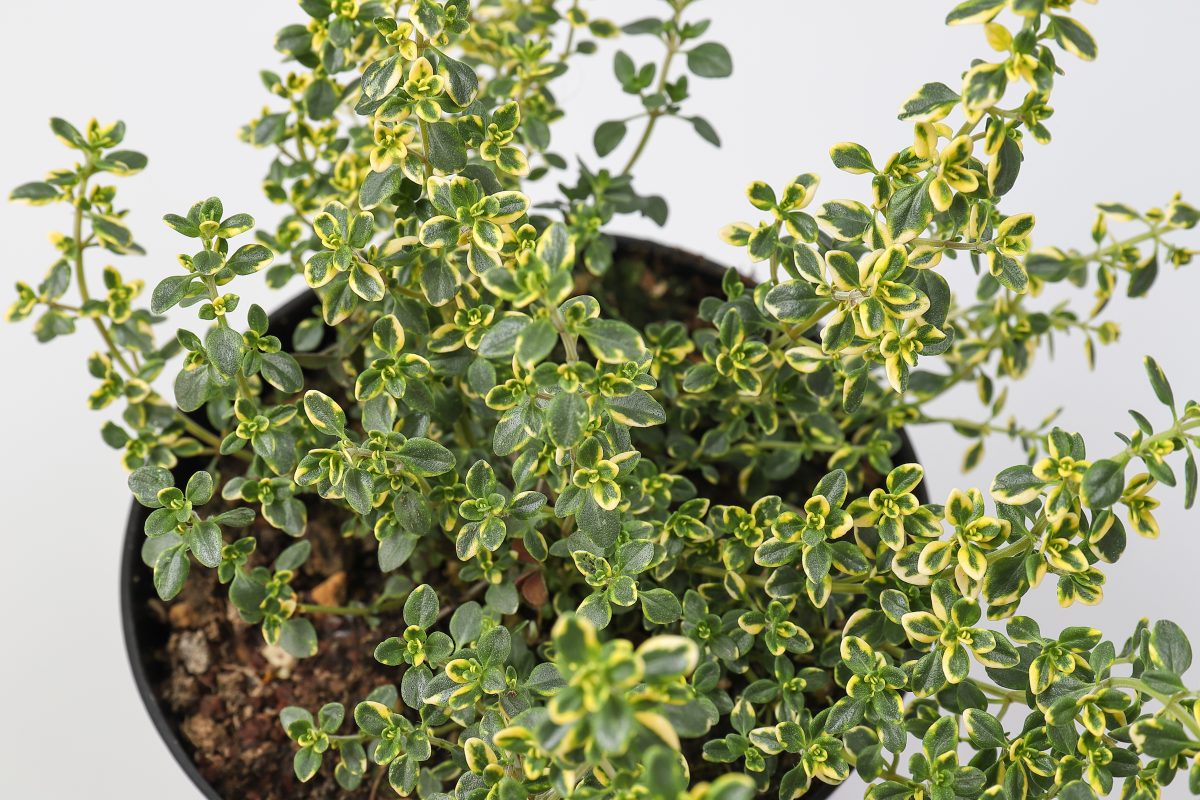 timo limone coltivarlo in casa AdobeStock 259636836 1