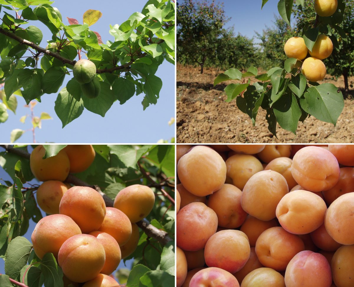 allarme albicocche quel che sta AdobeStock 63709565