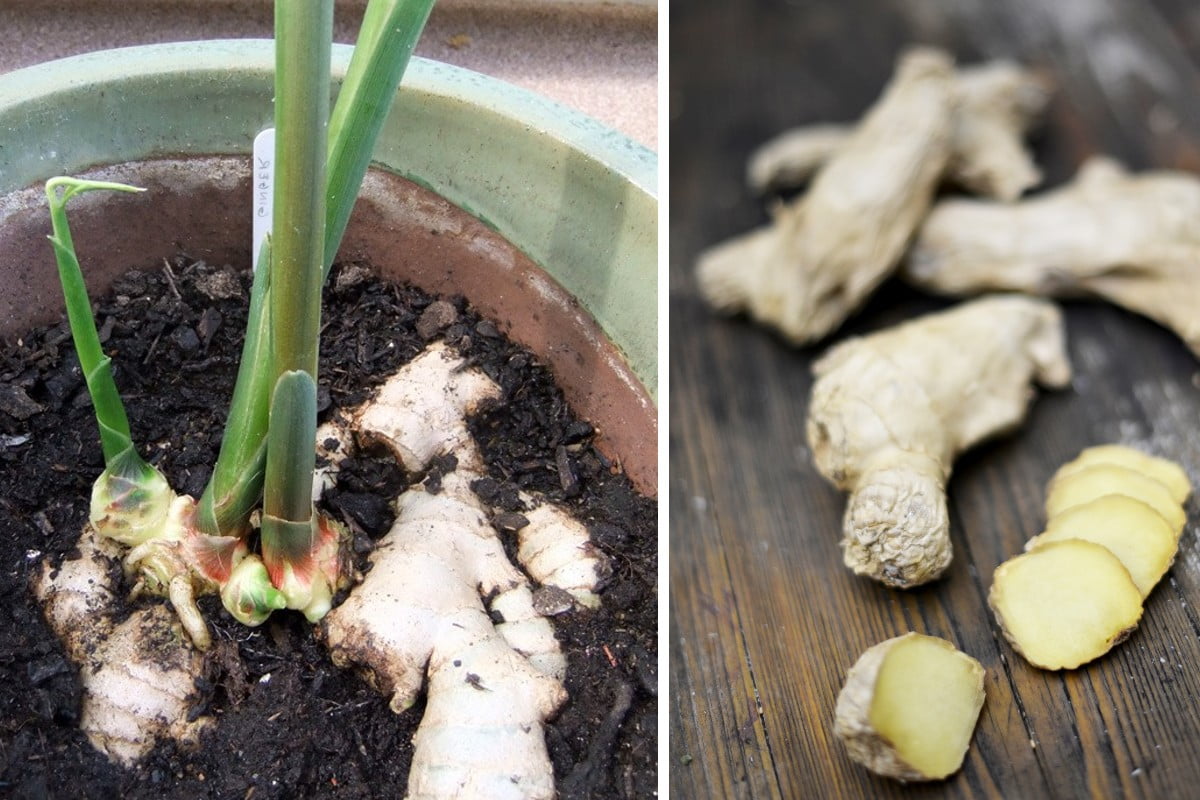 come coltivare la radice di coltivare lo zenzero in vaso