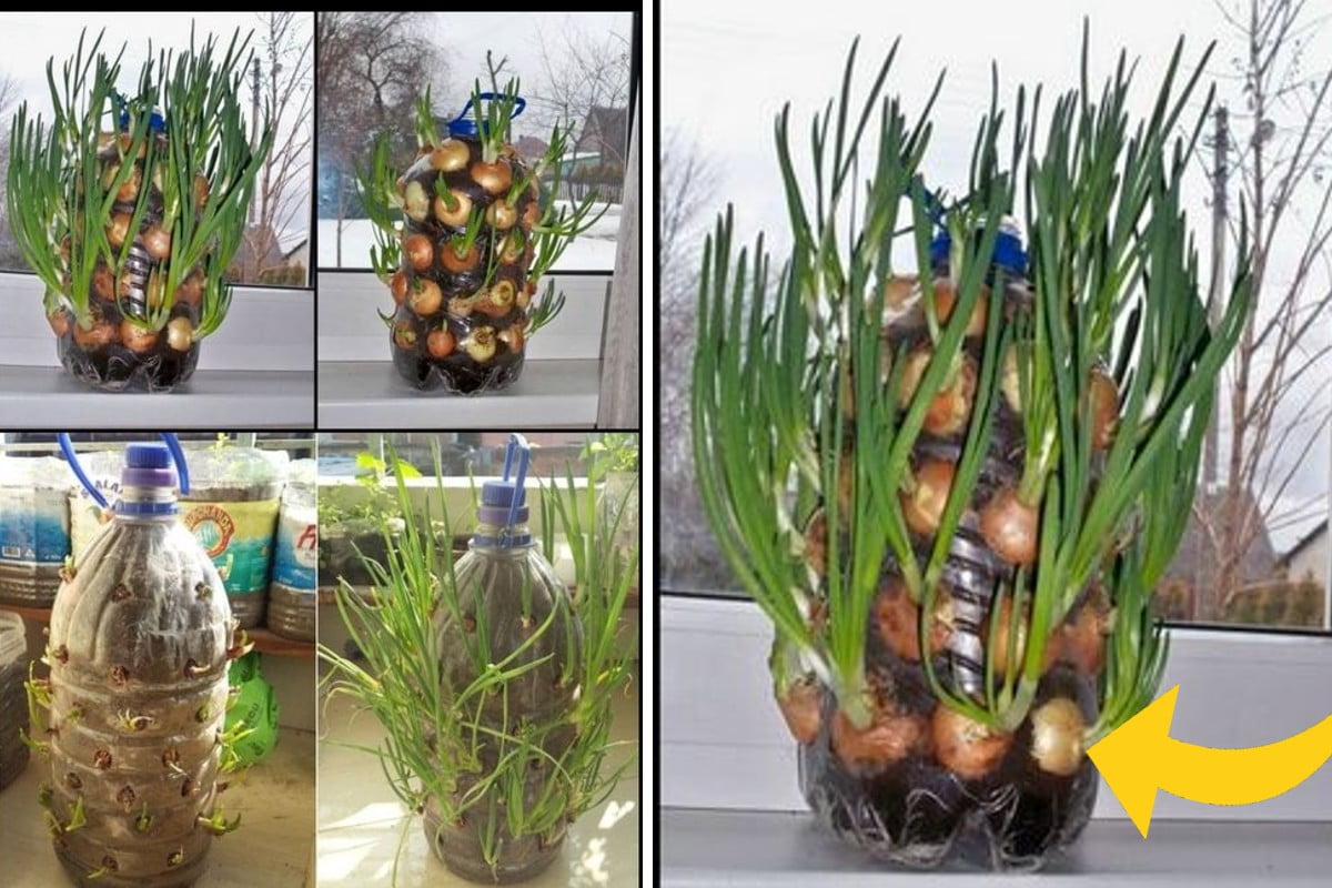 come coltivare le cipolle in 939da5f5e456b27901bb417e8e4eacf3