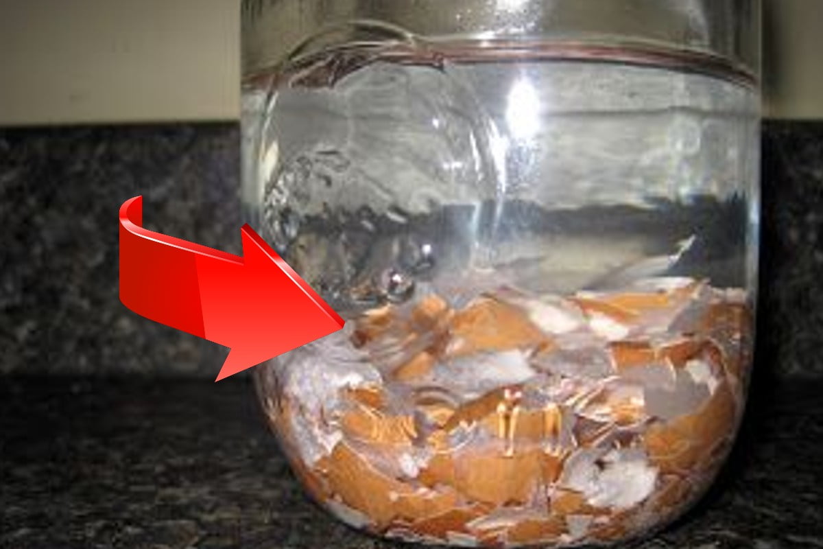 gusci duovo immergili in acqua gusci uovo 1