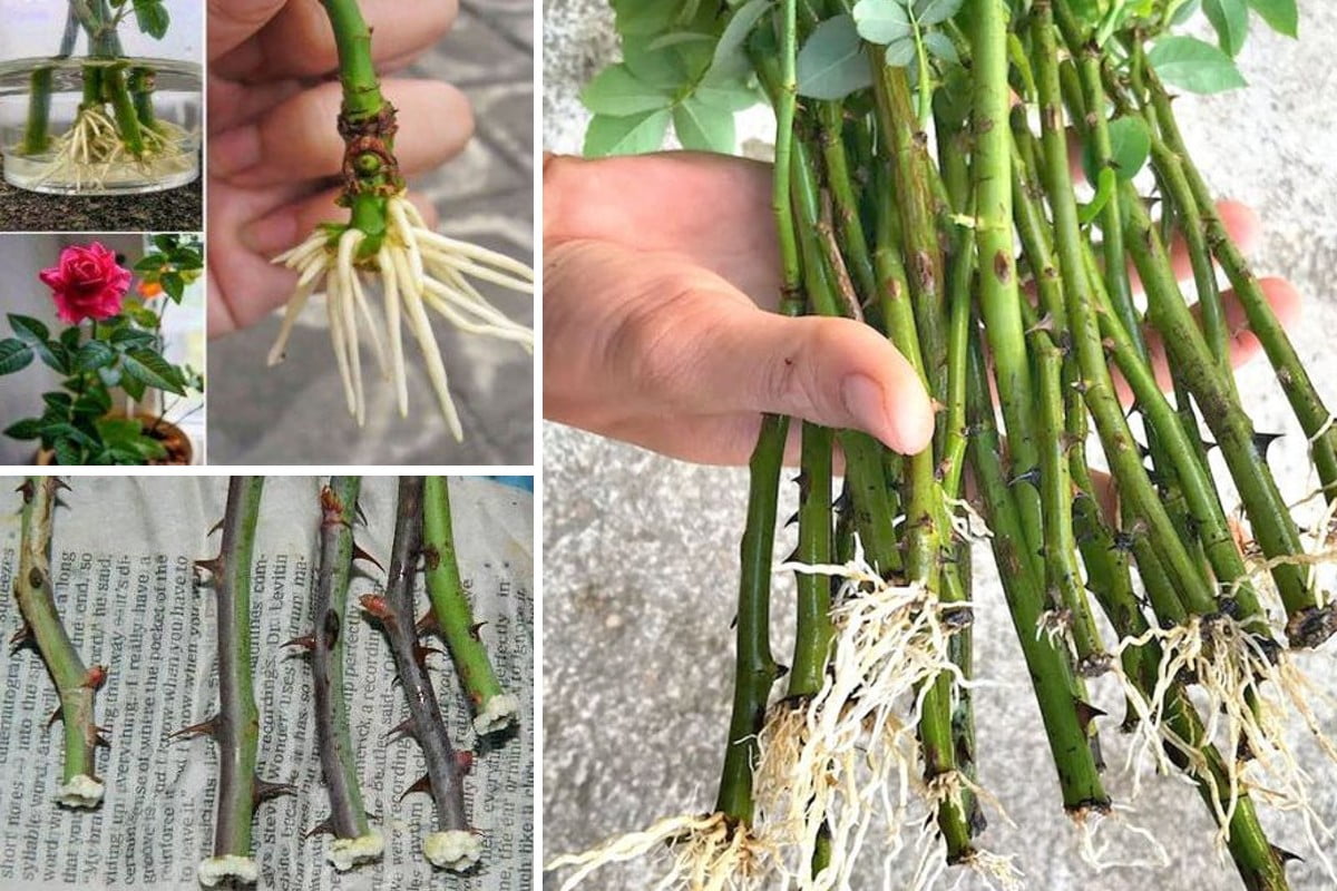 le tue rose spunteranno in talea rosa