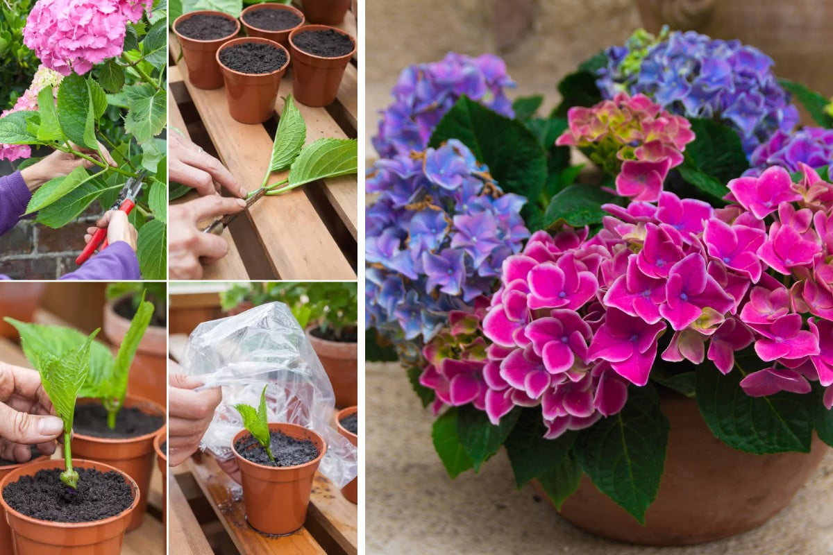 moltiplicare le tue ortensie con ortensia riproduzione per talea