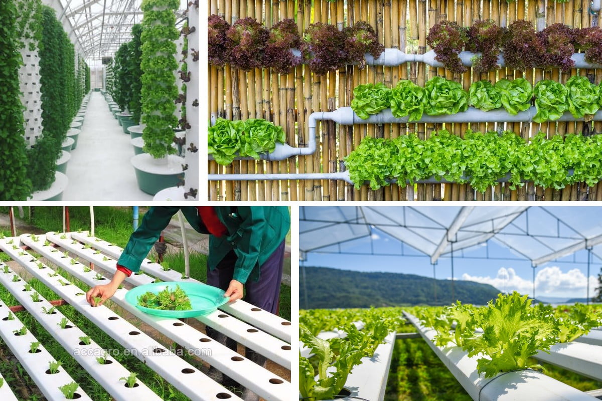 orto idroponico in giardino o agricoltura idroponica 1