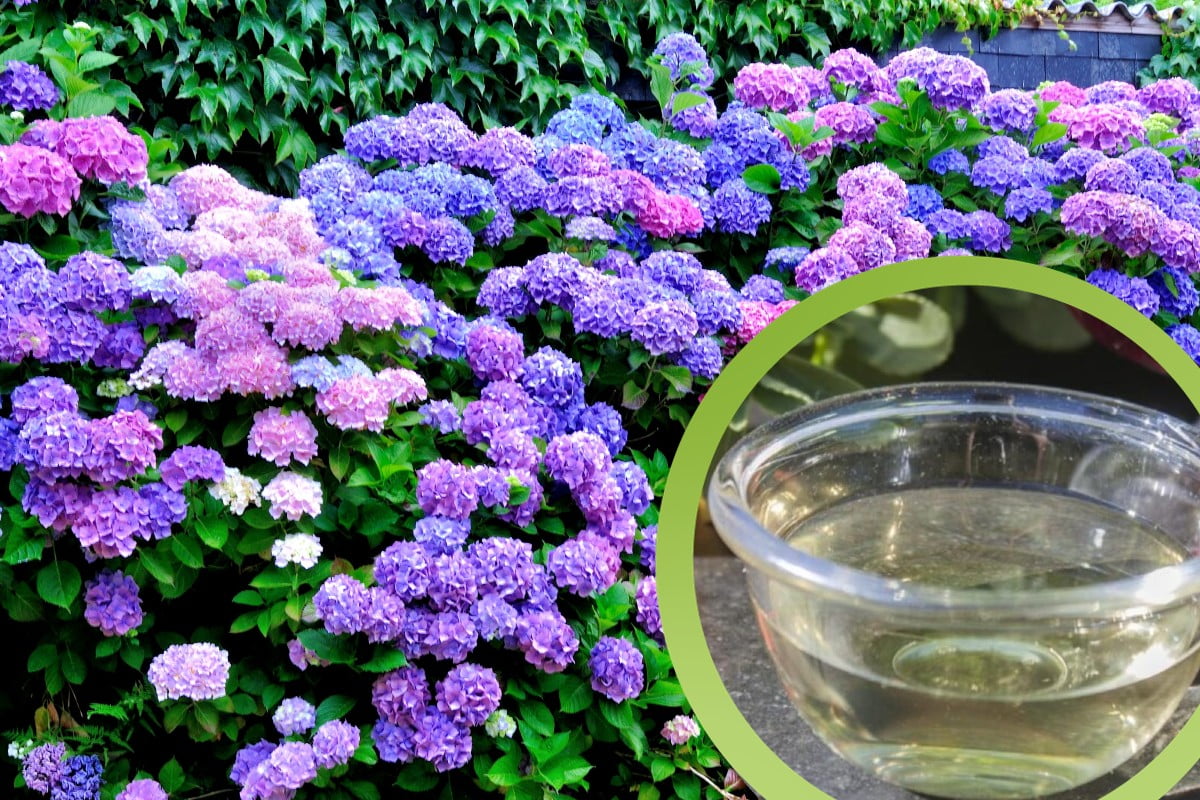 versa 1 solo bicchiere di ortensie versa un bicchiere di aceto ortensie