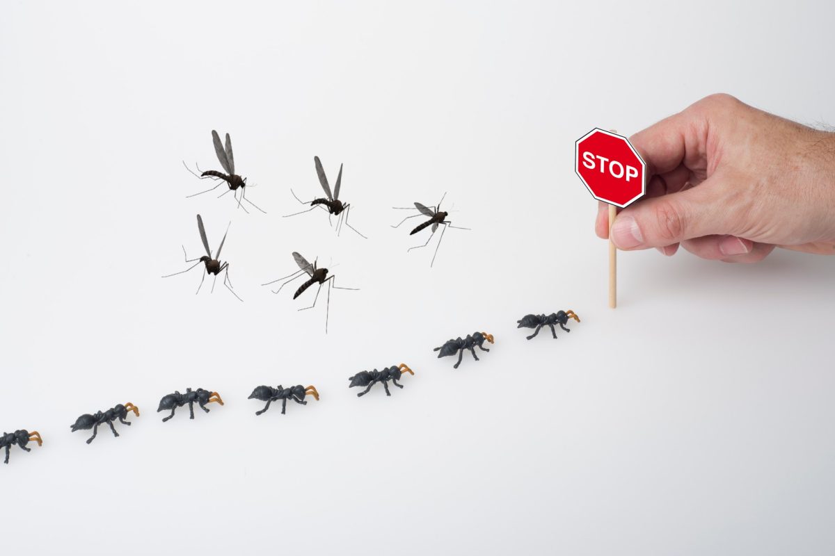 addio formiche e zanzare con formiche e zanzare