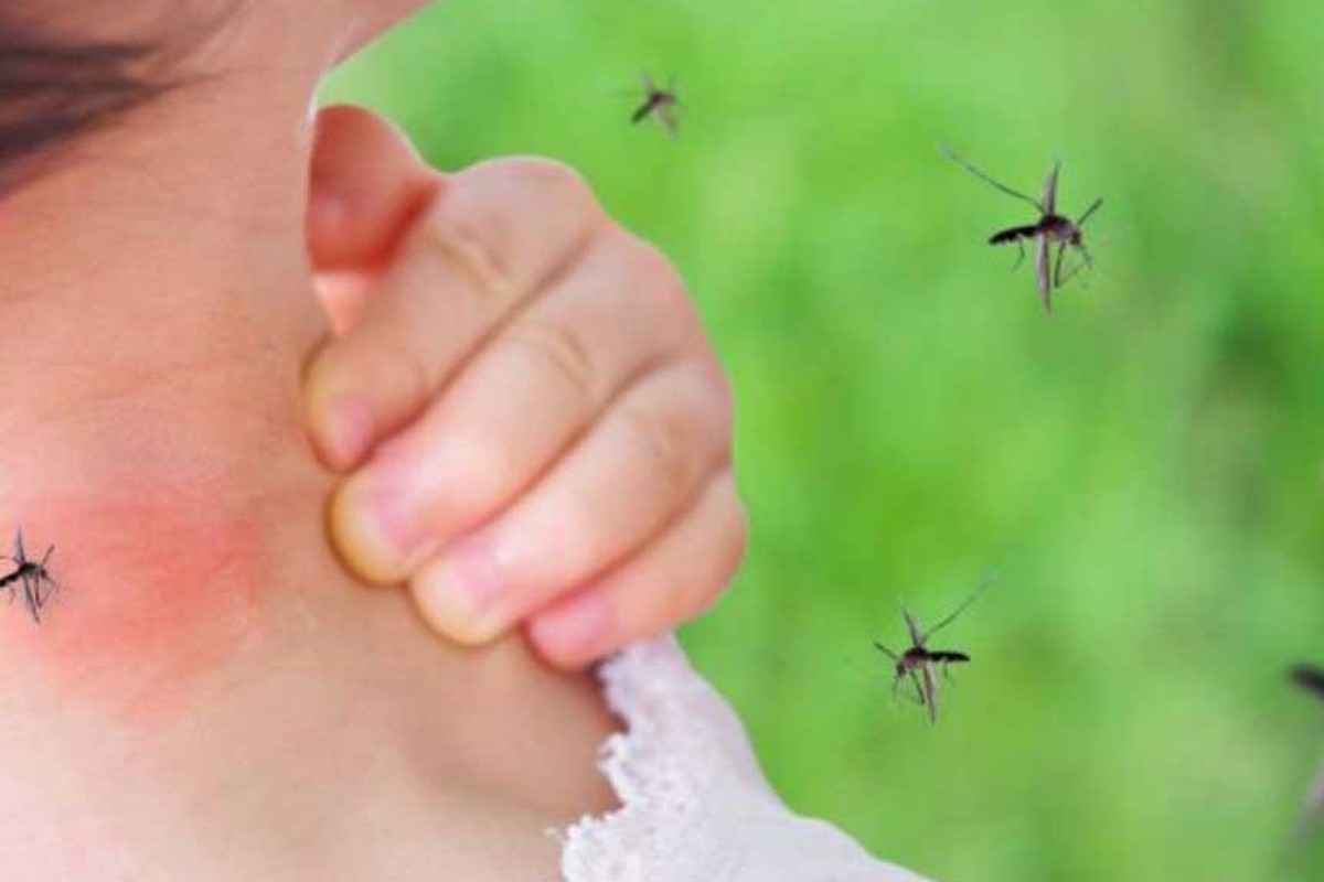 addio zanzare e api in api e zanzare