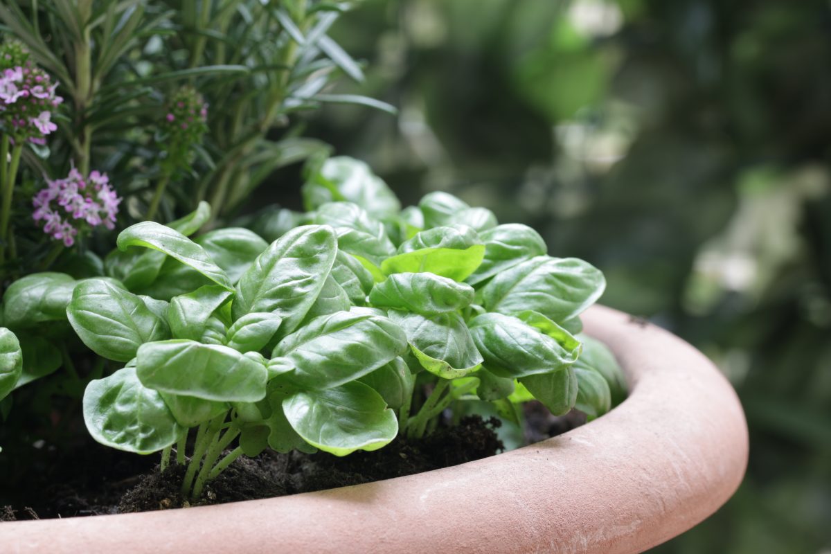 coltiva questi fiori vicino al AdobeStock 201975291