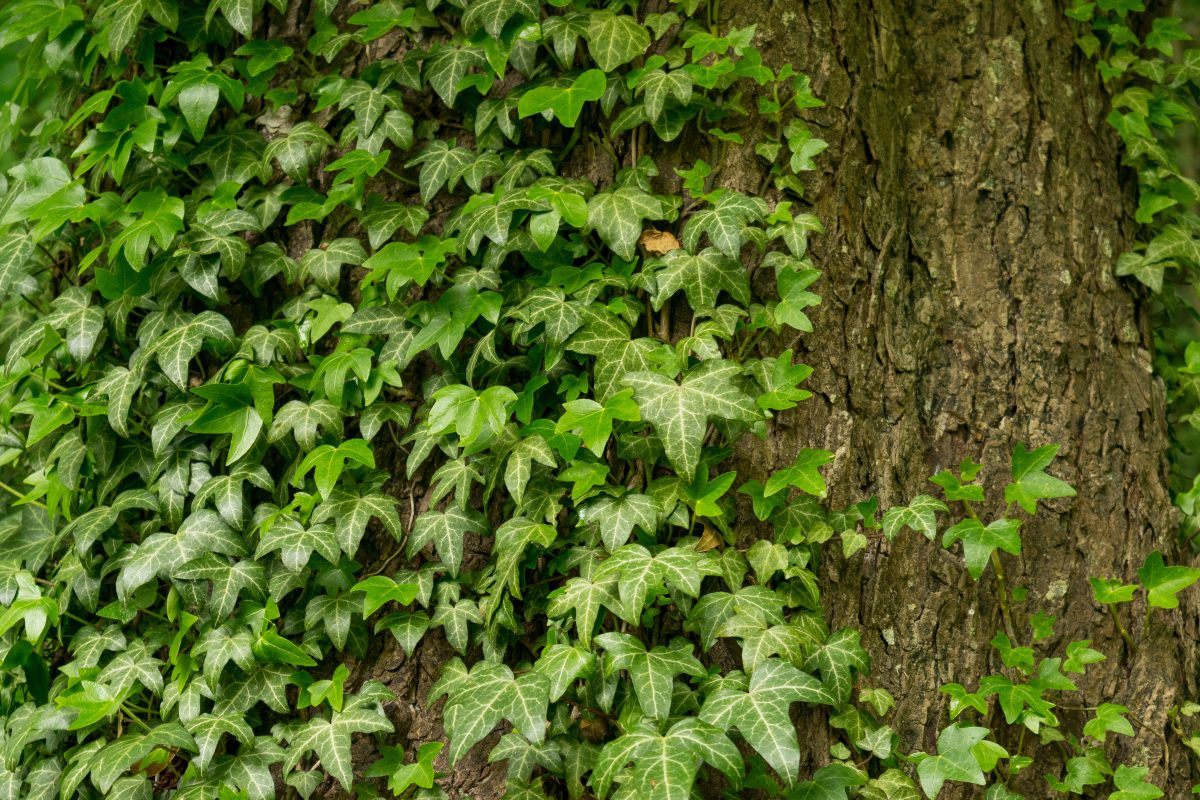 come bloccare la crescita delledera AdobeStock 348880117