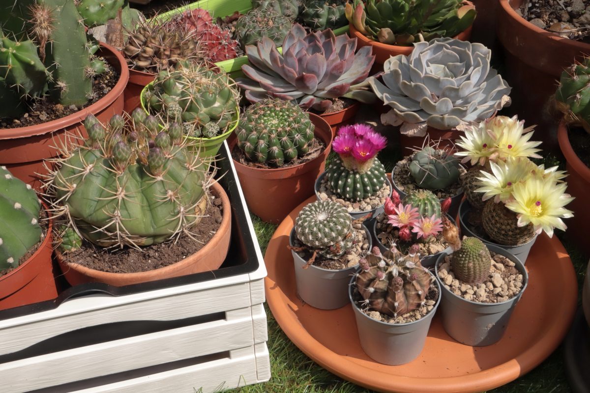 composizioni per piante grasse tante AdobeStock 502352262