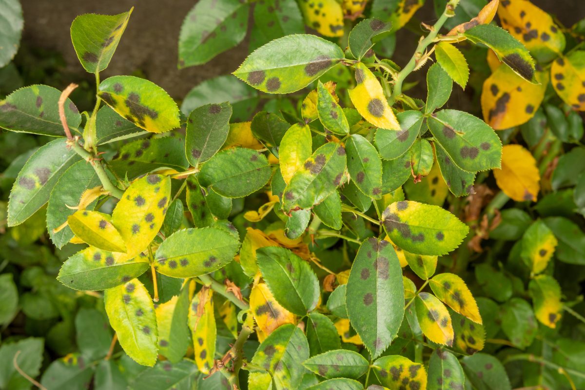 con questo antico decotto nessun AdobeStock 223846083