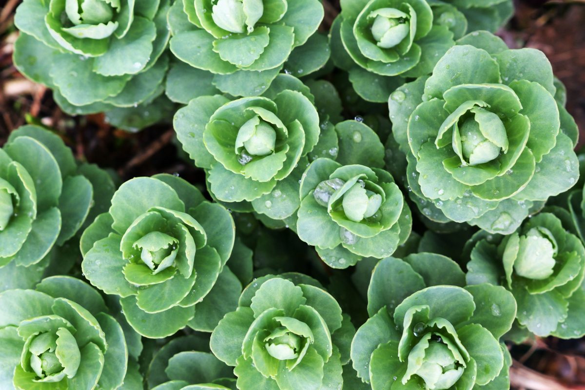 erba della madonna una pianta AdobeStock 292479175