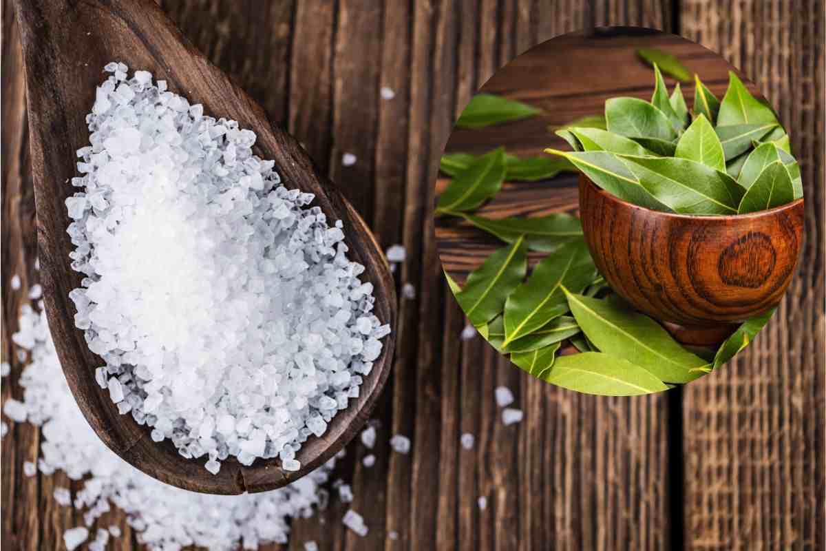 foglia di alloro e sale Sale e alloro 20221230 yeslife.it