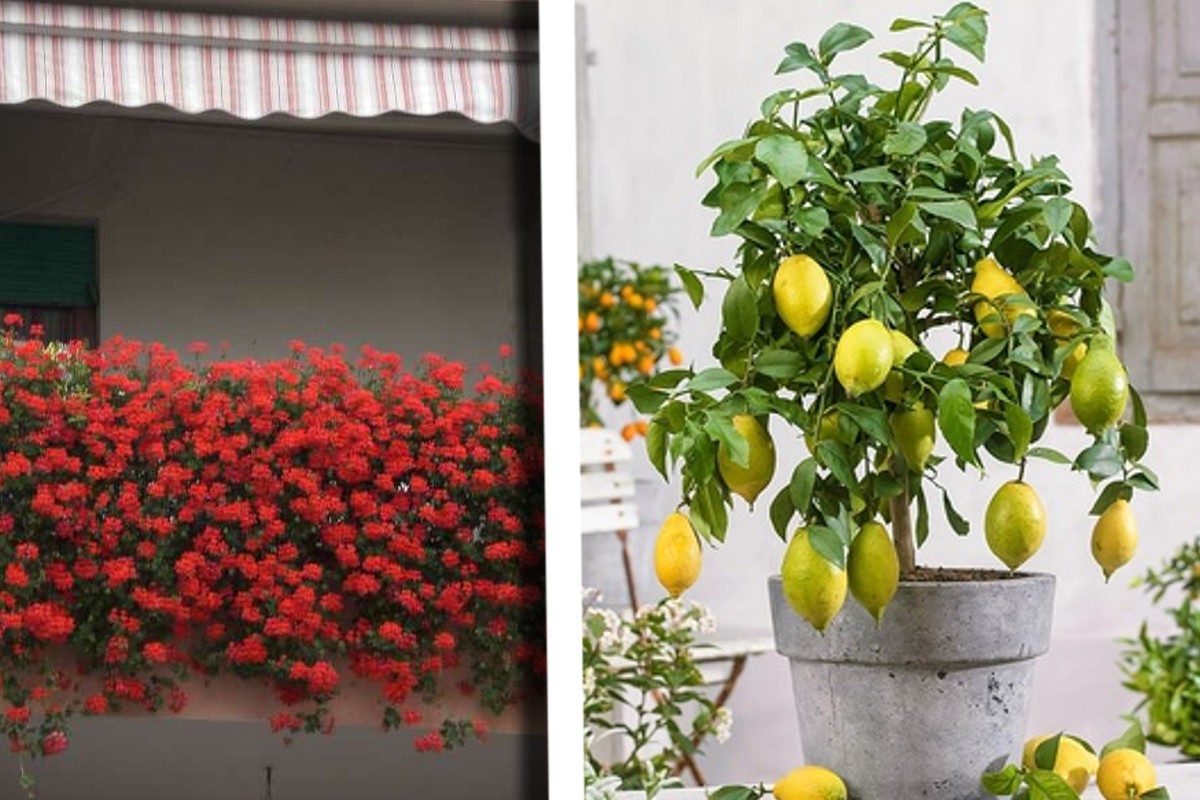 il miglior composto per una compost fertilizzante