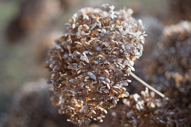 ortensie che seccano i motivi autumn 3993238 640
