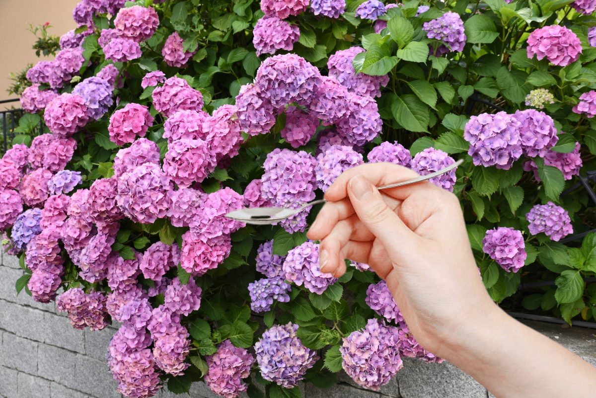 ortensie in poco piu di ortensie aceto