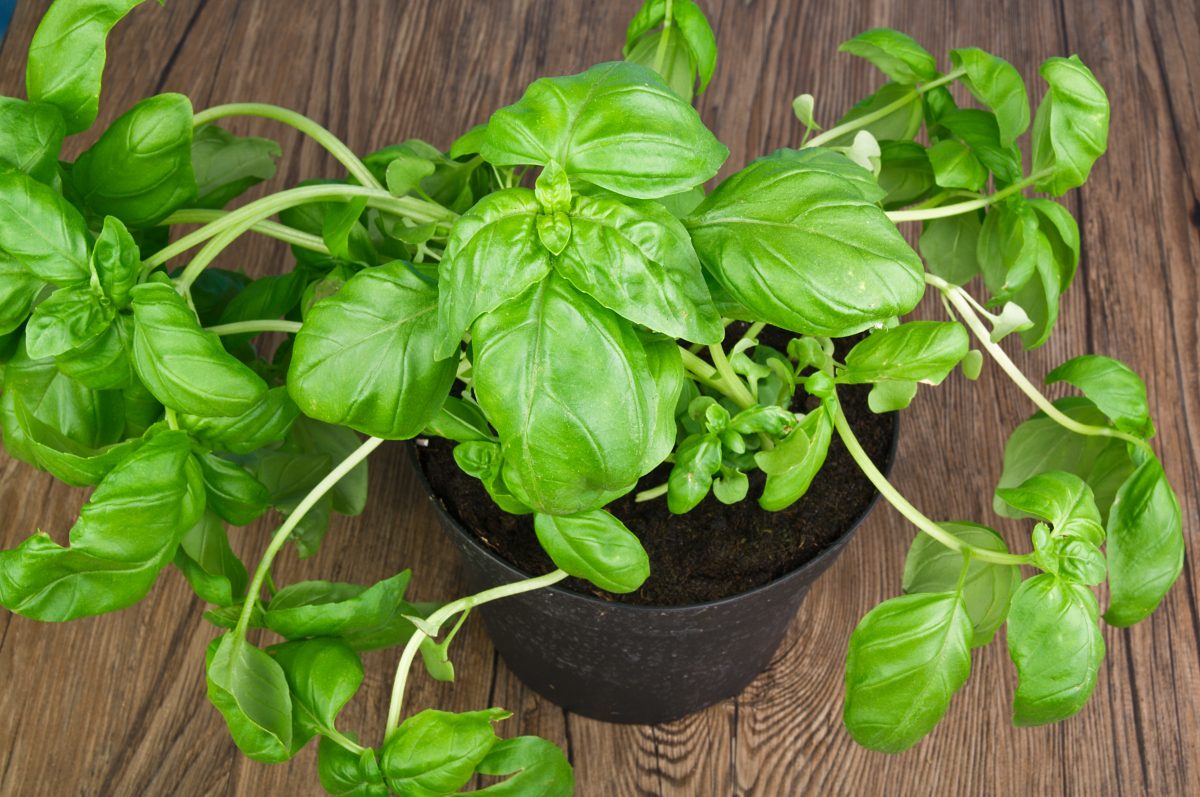 pianta di basilico perche muore AdobeStock 31974952