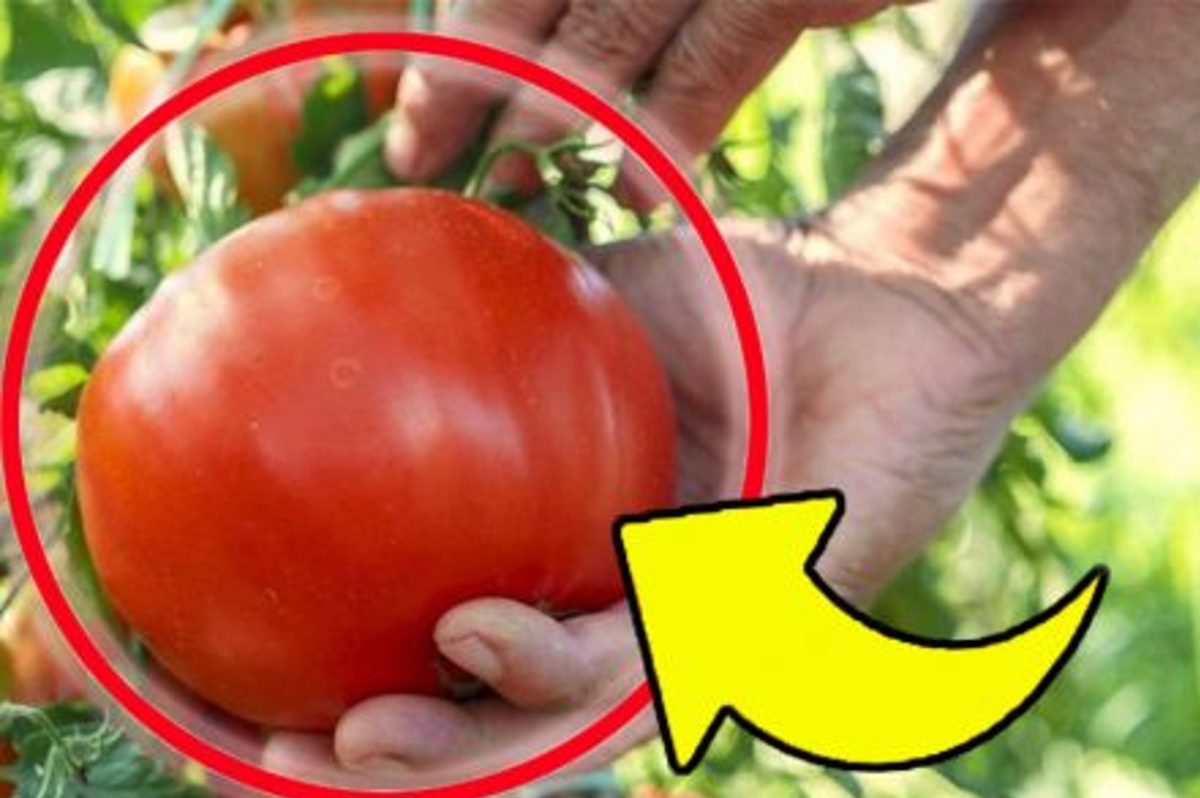 pomodori il metodo mai visto pomodori grossi e succosi