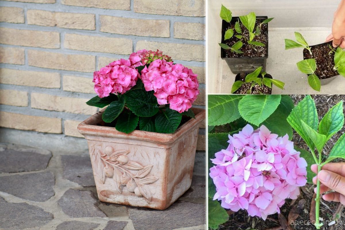 puoi avere centinaia di ortensie ortensie 23