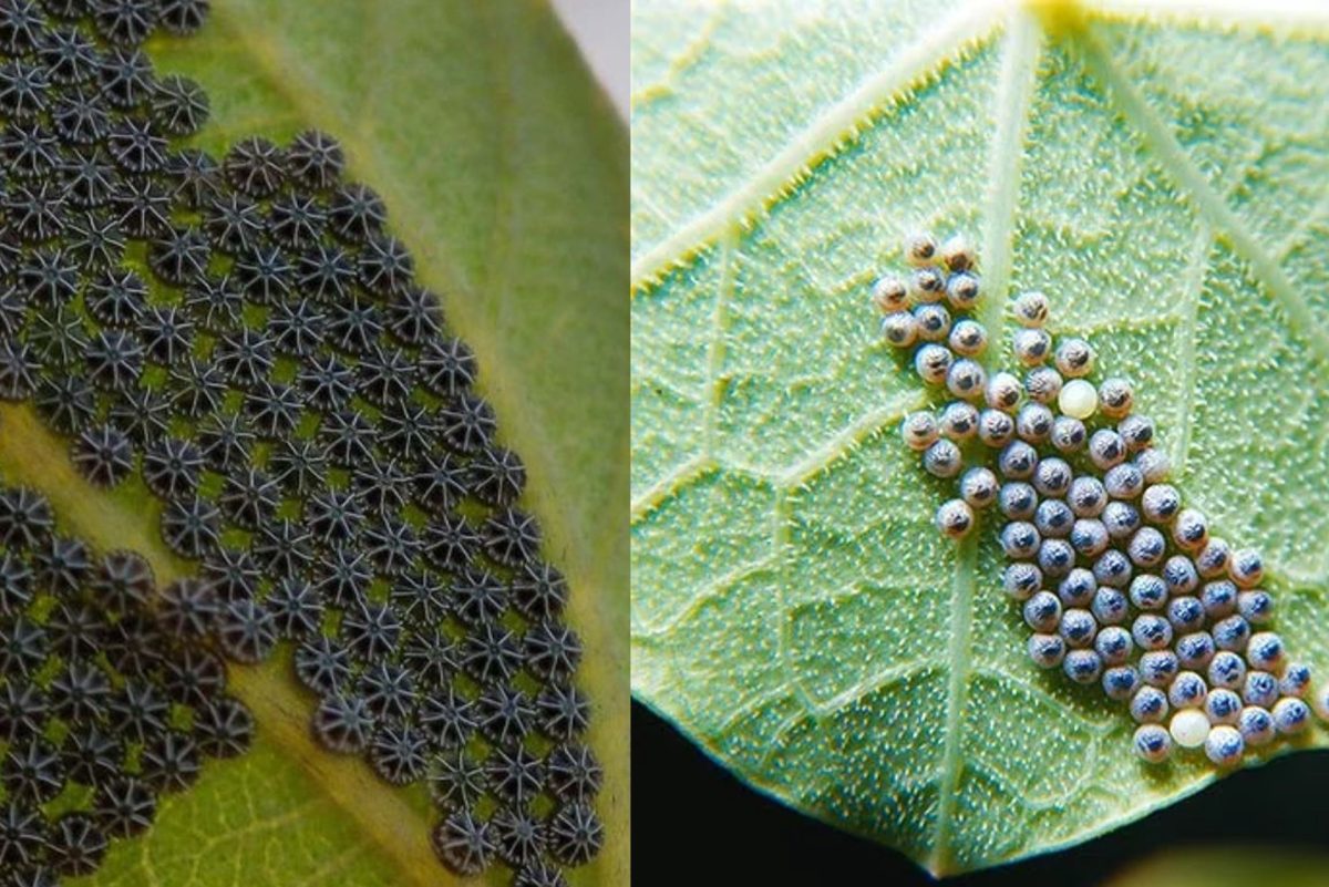 se trovate queste uova sulle uova di farfalla 2