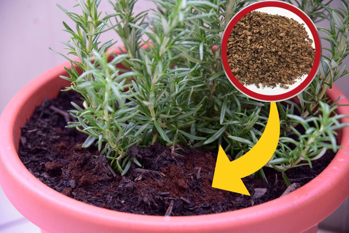 tappi di sughero utilizzali come tappi di sughero fertilizzante