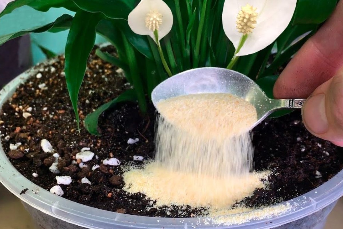 basta solo 1 cucchiaino sotto ne basta solo 1 cucchiaino aglio in polvere piante