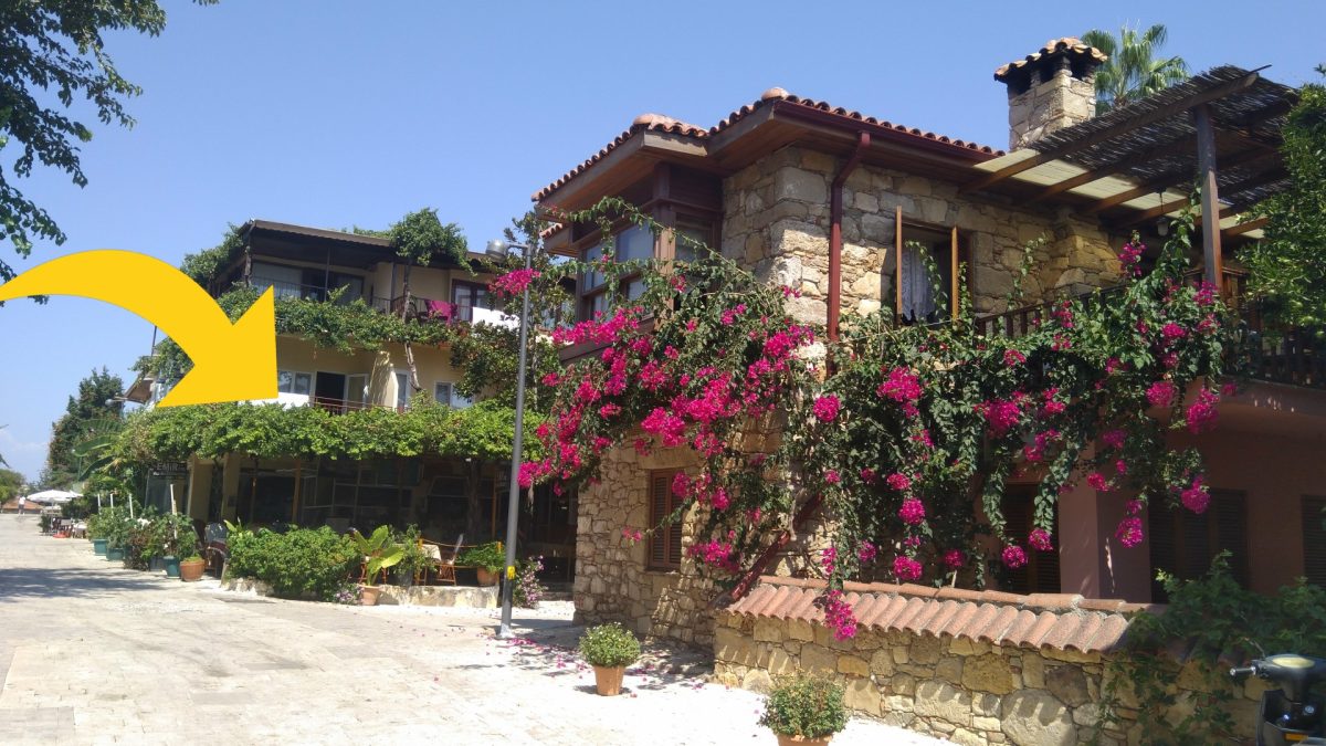 bouganville perche non fiorisce mai bougonville senza fiori